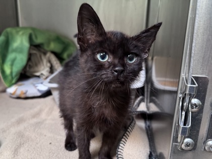 Shelter Stray Male Cat last seen Near International blvd, Oakland, CA, 1101 29th Ave, Oakland, CA 94601, USA