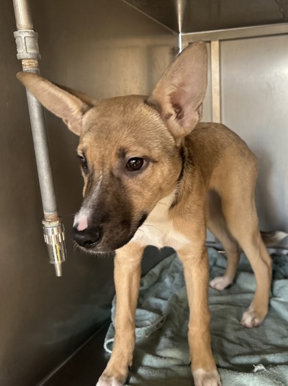 Shelter Stray Female Dog last seen Bass lake area road 222, Madera County, CA, 205 Tozer St, Madera, CA 93638, USA