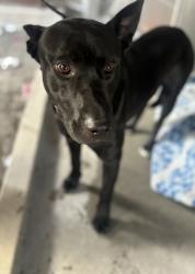 Shelter Stray Male Dog last seen Avenue 15 3/4, Madera County, CA, 205 Tozer St, Madera, CA 93638, USA