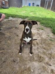Shelter Stray Male Dog last seen Near Ef Thompkins ln, New Bern City Limits, NC, 1639 Old Airport Rd, New Bern, NC 28562, USA