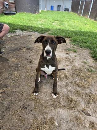 Shelter Stray Male Dog last seen Near Ef Thompkins ln, New Bern City Limits, NC, 1639 Old Airport Rd, New Bern, NC 28562, USA