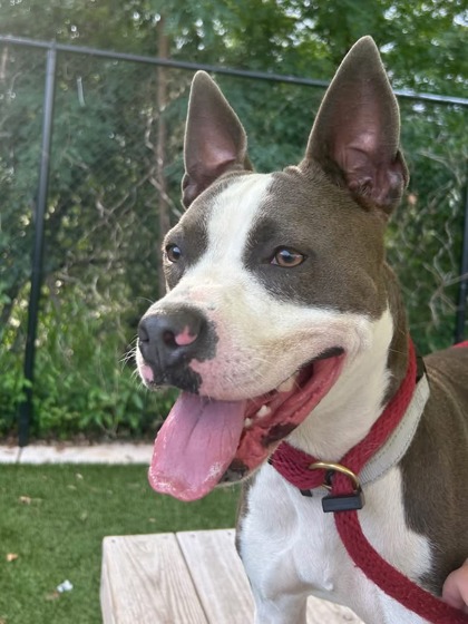 Shelter Stray Female Dog last seen Near Kevin RD, 21229, MD, 2490 Giles Rd, Baltimore, MD 21225, USA