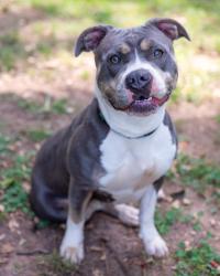 Shelter Stray Female Dog last seen Near Clearview Ave 411, 30340, GA, 3280 Chamblee Dunwoody Rd, Chamblee, GA 30341, USA