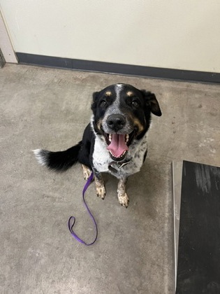 Shelter Stray Male Dog last seen Near Block of Fuller Street, B Wenatchee, WA, 1474 S Wenatchee Ave, Wenatchee, WA 98801, USA