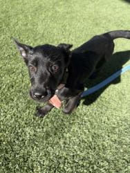 Shelter Stray Female Dog last seen S Henderson Rd & S Grantland Ave, Raisin City Zone Fresno CO 1A 93652,, 1510 W Dan Ronquillo Dr, Fresno, CA 93706, USA