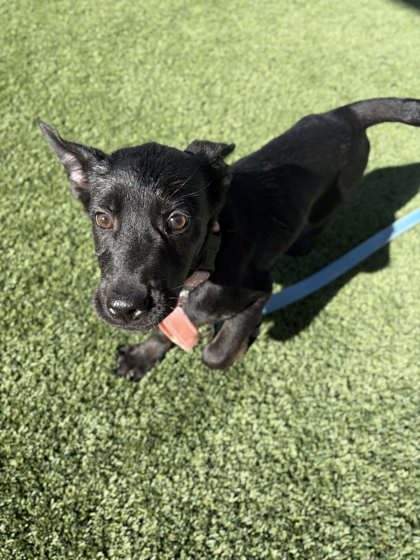 Shelter Stray Female Dog last seen S Henderson Rd & S Grantland Ave, Raisin City Zone Fresno CO 1A 93652,, 1510 W Dan Ronquillo Dr, Fresno, CA 93706, USA
