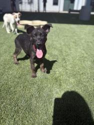 Shelter Stray Male Dog last seen S Henderson Rd & S Grantland Ave, Raisin City Zone Fresno CO 1A 93652,, 1510 W Dan Ronquillo Dr, Fresno, CA 93706, USA