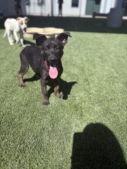 Shelter Stray Male Dog last seen S Henderson Rd & S Grantland Ave, Raisin City Zone Fresno CO 1A 93652,, 1510 W Dan Ronquillo Dr, Fresno, CA 93706, USA