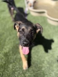 Shelter Stray Male Dog last seen S Henderson Rd & S Grantland Ave, Raisin City Zone Fresno CO 1A 93652,, 1510 W Dan Ronquillo Dr, Fresno, CA 93706, USA