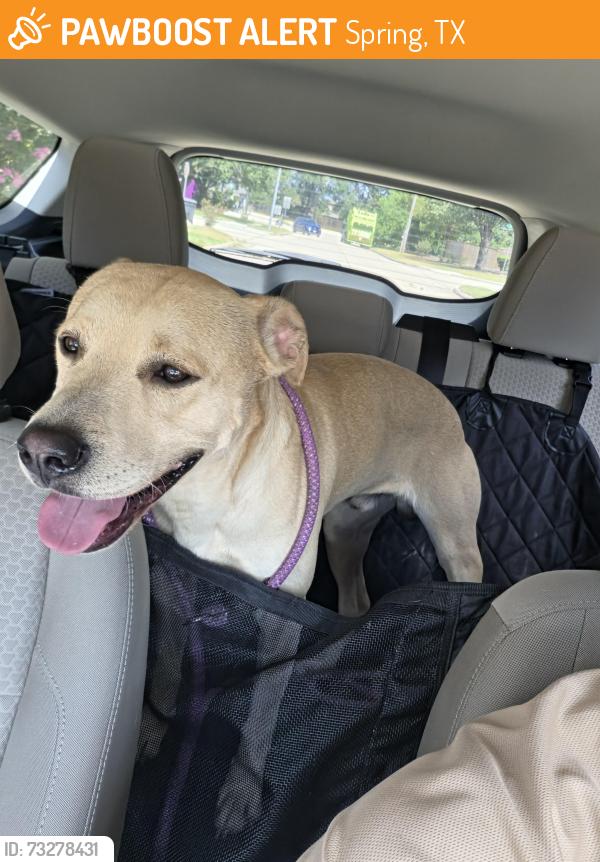 Found/Stray Male Dog last seen Fox run park, Spring, TX 77386