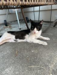 Found/Stray Female Cat last seen South 12th Street and South Stevens, Tacoma, WA 98405