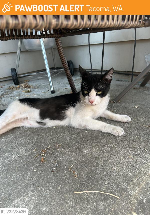 Found/Stray Female Cat last seen South 12th Street and South Stevens, Tacoma, WA 98405