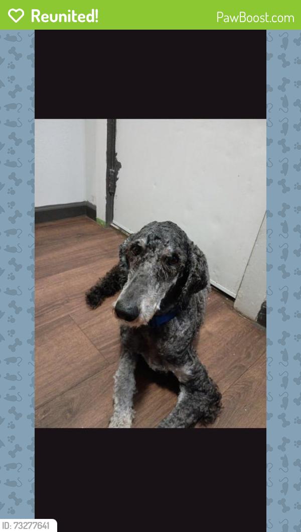 Reunited Male Dog last seen Kriner Road and Molly Pitcher Highway, Chambersburg, PA 17202