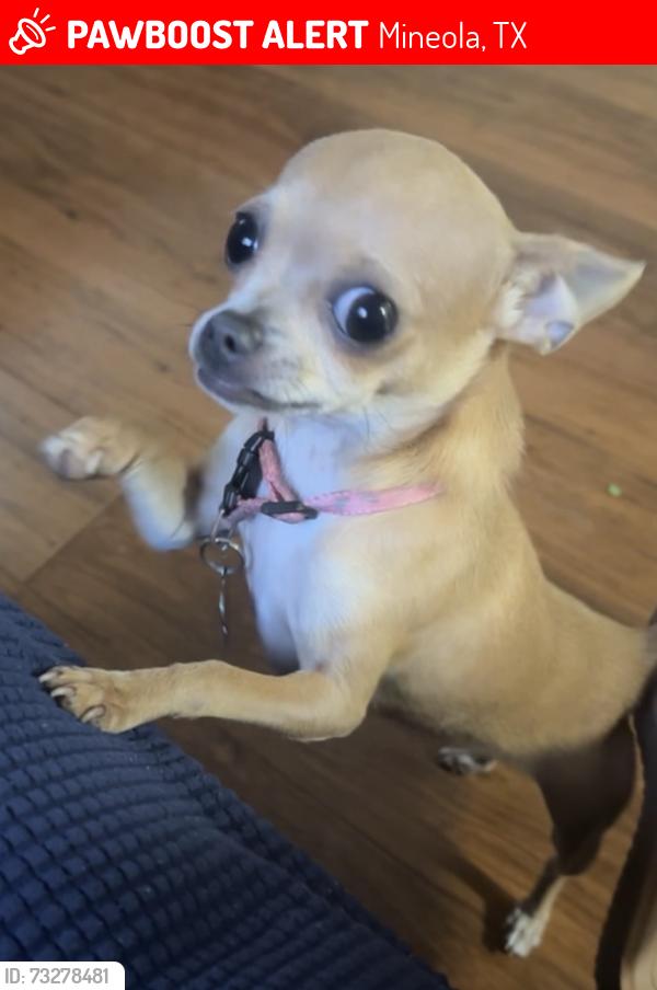 Lost Female Dog last seen Walnut st, Mineola, TX 75773