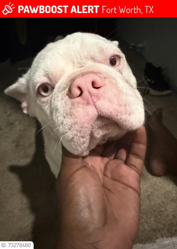 Lost Male Dog last seen Willie st, Fort Worth, TX 76105
