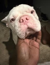 Lost Male Dog last seen Willie st, Fort Worth, TX 76105