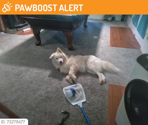 Found/Stray Male Dog last seen Circle 20, Calaveras County, CA 95249