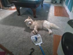 Found/Stray Male Dog last seen Circle 20, Calaveras County, CA 95249