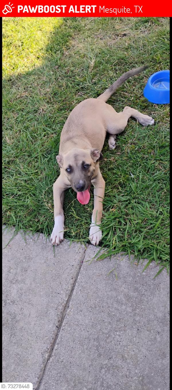 Lost Male Dog last seen AMBER SPRINGS /CRREK CROSSING ests, Mesquite, TX 75181