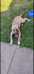 Lost Male Dog last seen AMBER SPRINGS /CRREK CROSSING ests, Mesquite, TX 75181
