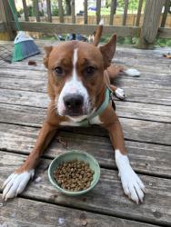 Found/Stray Male Dog last seen Near Dodson Ave, Knoxville, TN 37917