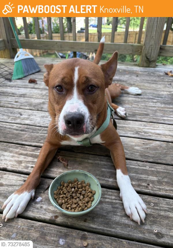 Found/Stray Male Dog last seen Near Dodson Ave, Knoxville, TN 37917