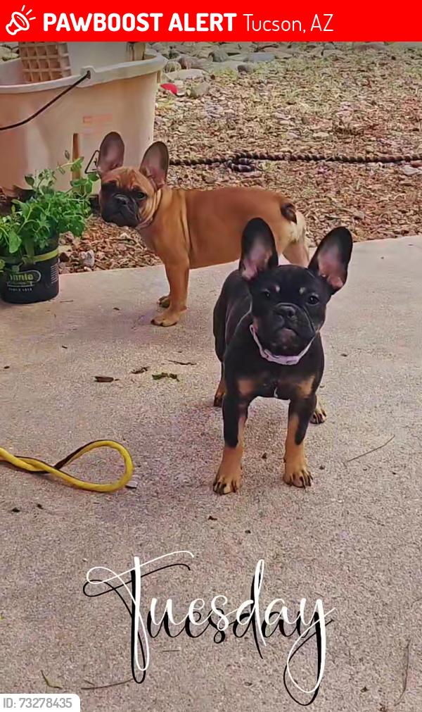 Lost Female Dog last seen Glenn & Campbell, Tucson, AZ 85719