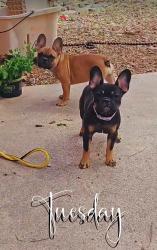 Lost Female Dog last seen Glenn & Campbell, Tucson, AZ 85719