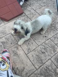 Reunited Male Dog last seen Arlington, TX 76006, USA, Arlington, TX 76006