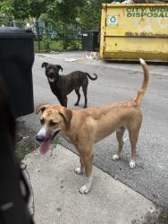 Reunited Male Dog last seen 65th and Ellis, Chicago, IL 60637