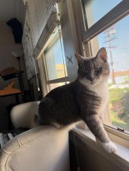 Lost Male Cat last seen Densmore Ave & Magnolia, Los Angeles, CA 91436
