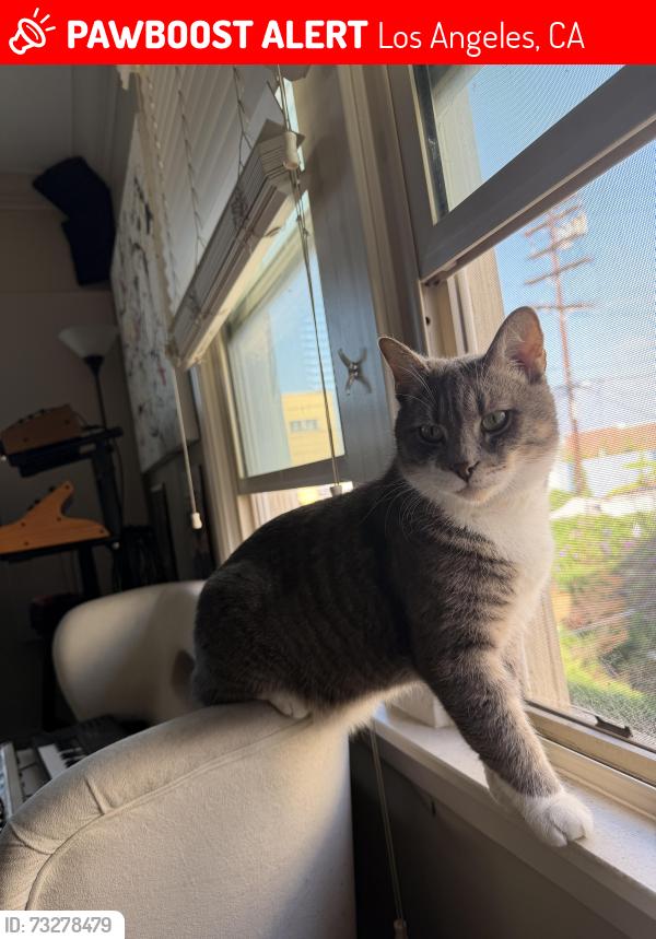 Lost Male Cat last seen Densmore Ave & Magnolia, Los Angeles, CA 91436