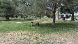 Found/Stray Male Dog last seen Lindsey Gardens dog park, Salt Lake City, UT 84103
