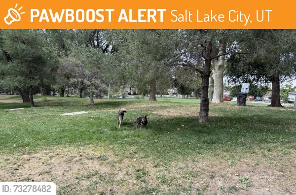 Found/Stray Male Dog last seen Lindsey Gardens dog park, Salt Lake City, UT 84103