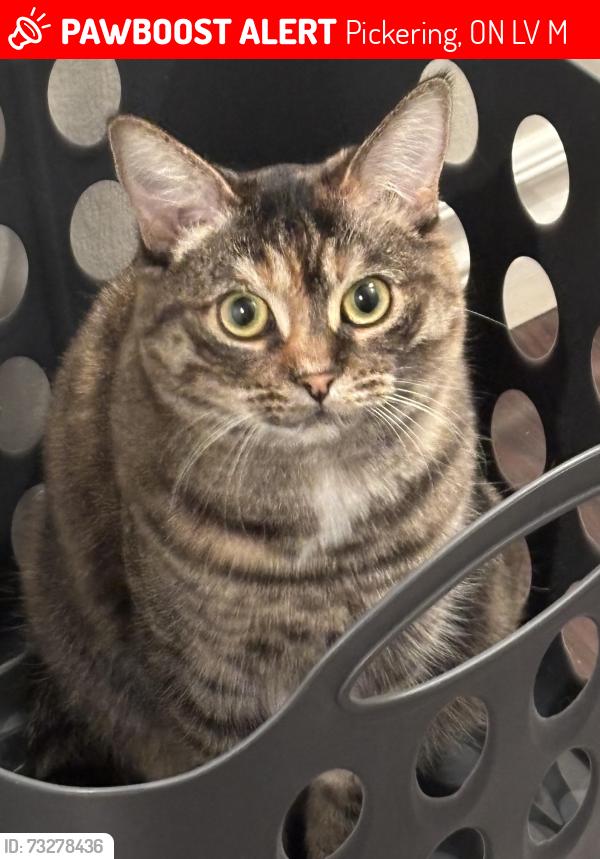 Lost Female Cat last seen Finch and Dixie, Pickering, ON L1V 6M4