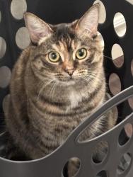 Lost Female Cat last seen Finch and Dixie, Pickering, ON L1V 6M4
