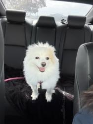 Reunited Female Dog last seen Near Paris St, San Francisco, CA 94112, USA, San Francisco, CA 94112