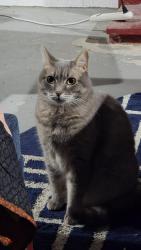 Reunited Female Cat last seen Lavergne Ave and Ainslie St, Chicago, IL 60630