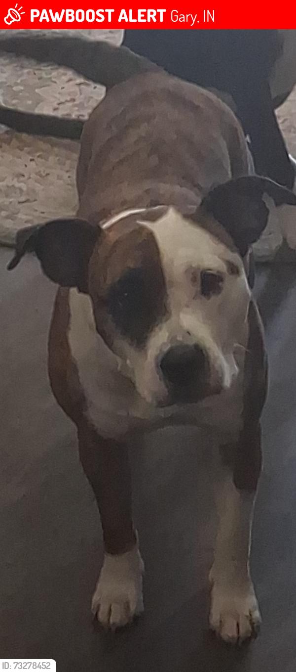 Lost Female Dog last seen Near west 12th ave gary indiana, Gary, IN 46407