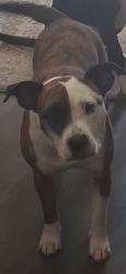 Lost Female Dog last seen Near west 12th ave gary indiana, Gary, IN 46407