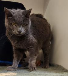 Shelter Stray Female Cat last seen Mission Bay Jetty, San Diego, CA, 92109, 5500 Gaines St, San Diego, CA 92110, USA