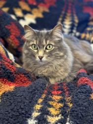 Lost Female Cat last seen Forest Ridge Avenue and Simpson Avenue, Bend, OR 97702