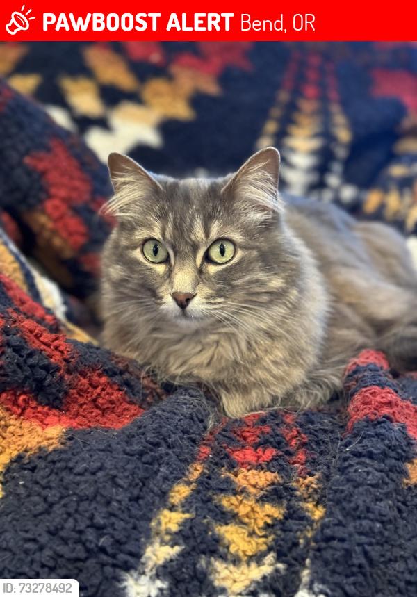 Lost Female Cat last seen Forest Ridge Avenue and Simpson Avenue, Bend, OR 97702