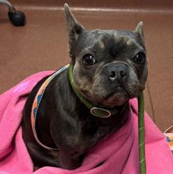 Shelter Stray Female Dog last seen Near Baldwin Street, OAKLAND, CA, 94621, 8323 Baldwin St, Oakland, CA 94621, USA