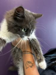 Shelter Stray Female Cat last seen Apt 61,59 N Chicago Street, SALT LAKE CITY, UT, 84102, 511 W 3900 S, Salt Lake City, UT 84123, USA