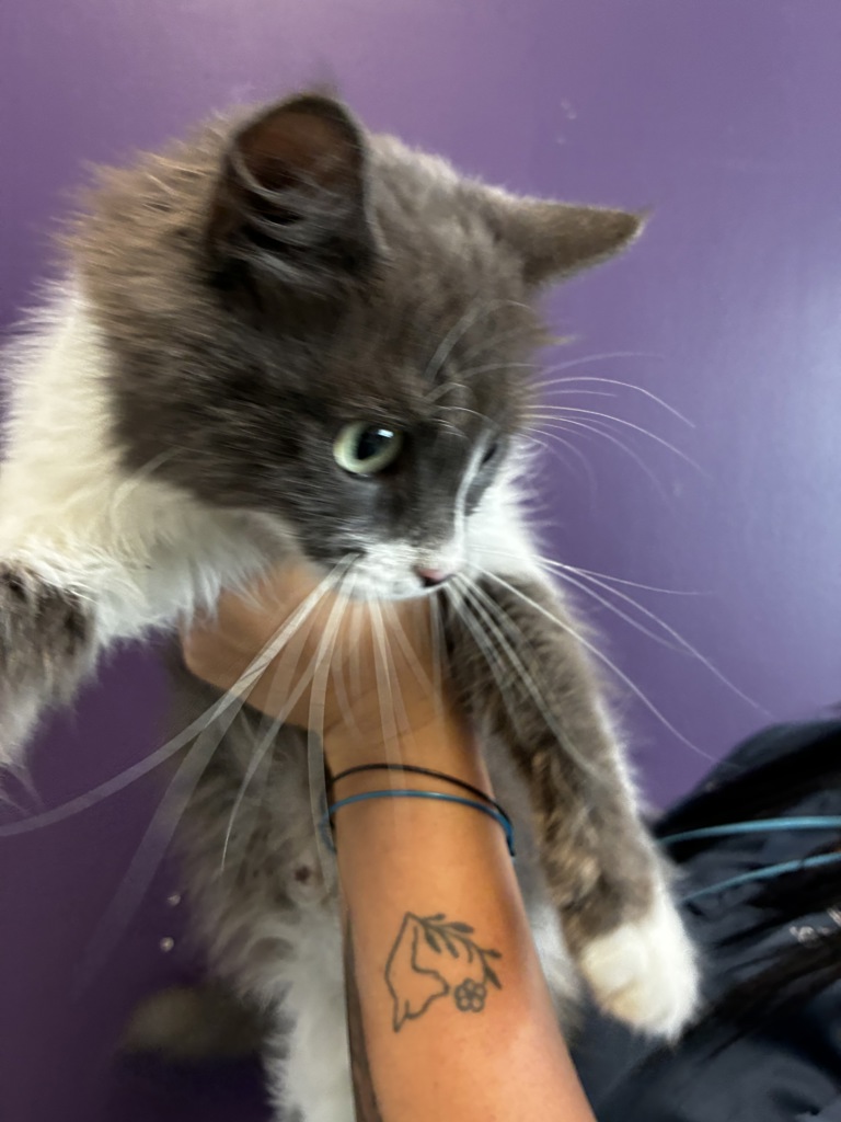 Shelter Stray Female Cat last seen Apt 61,59 N Chicago Street, SALT LAKE CITY, UT, 84102, 511 W 3900 S, Salt Lake City, UT 84123, USA