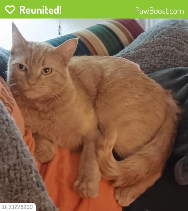 Reunited Male Cat last seen Near Silverpine Rd, Glenview, IL, Glenview, IL 60025