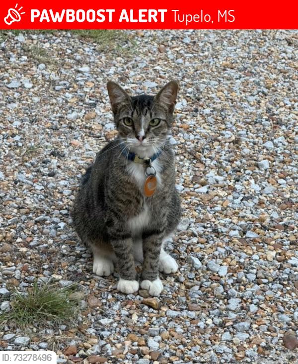 Lost Male Cat last seen Near Auburn Baptist Church and Dollar General, Tupelo, MS 38804