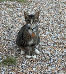 Lost Male Cat last seen Near Auburn Baptist Church and Dollar General, Tupelo, MS 38804