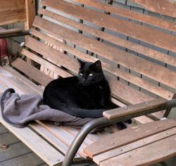 Lost Male Cat last seen Old Guide Rd and Harvest Way, near Hemmi, Bellingham, WA 98226